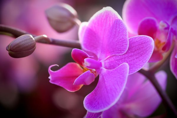 Como Plantar Orquídeas no Vaso